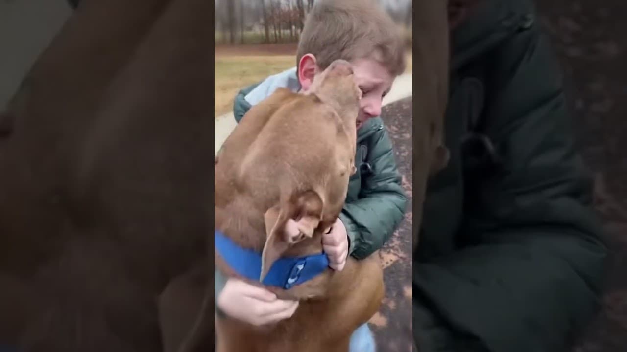 A Deep Bond Between a Pitbull and a Boy 💓