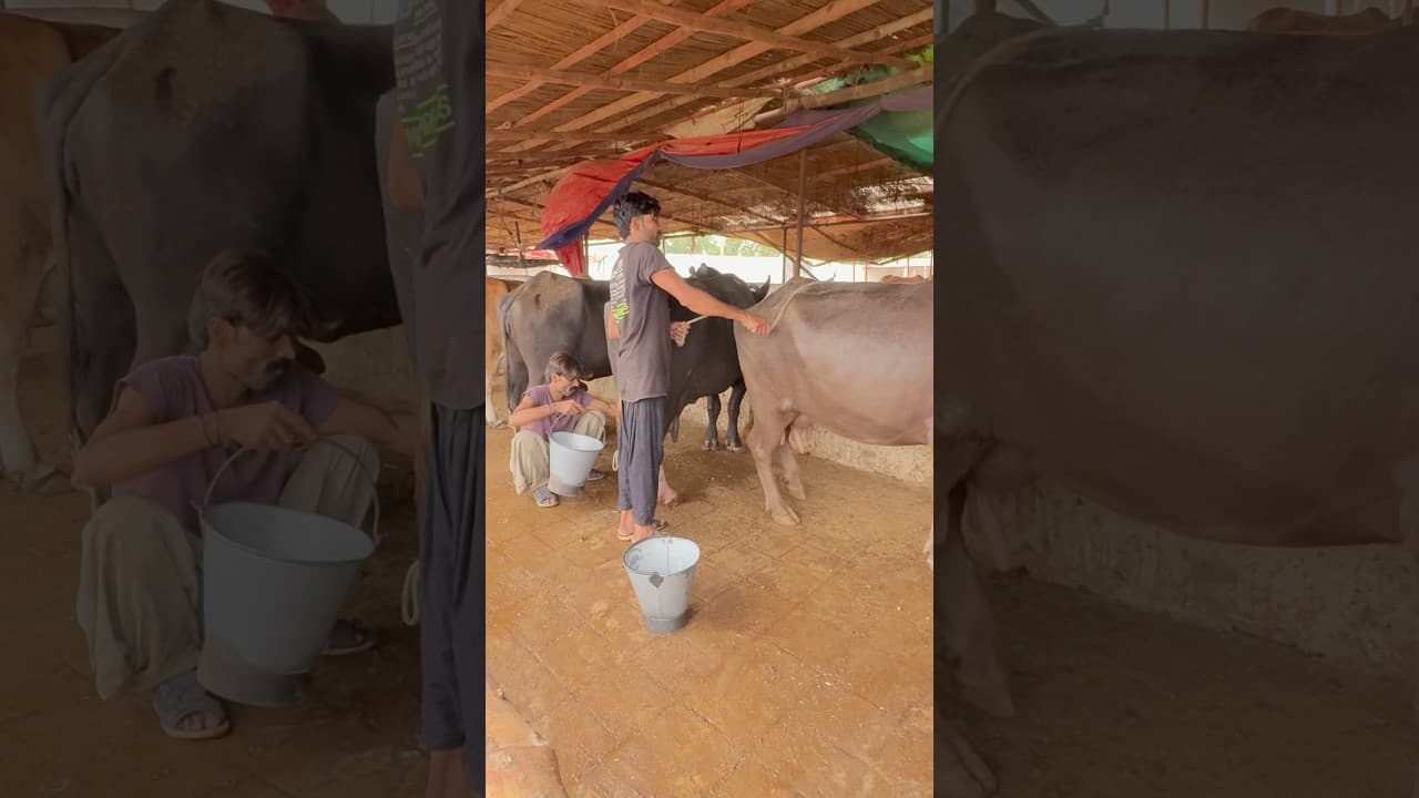 Dairy Farm Buffalo Milking 👍💯 #cow #baffalo #dairyfarm #farming #animals #cowvideos #cowlover #fyp