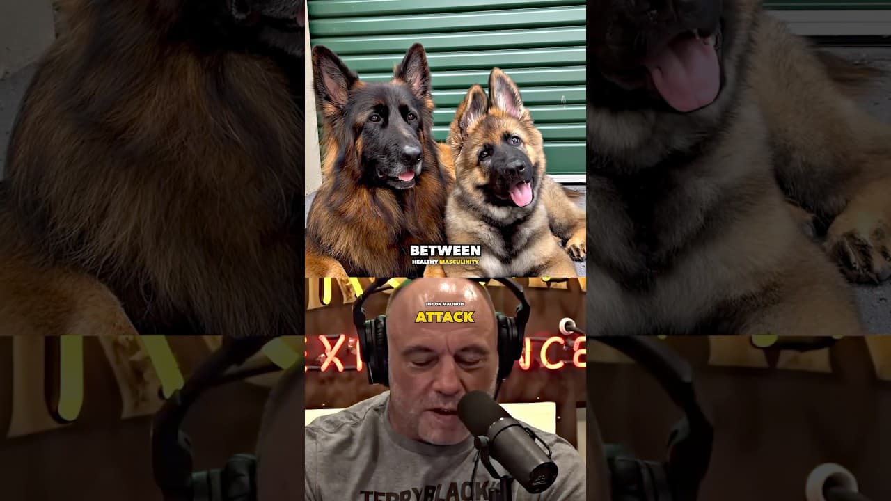 Joe Rogan Exposes German Shepherd VS Malinois
