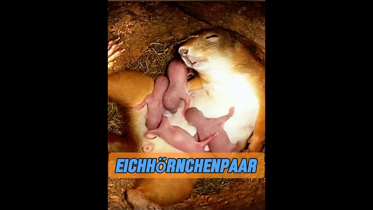 Liebevolles Eichhörnchenpaar! #tiere #tier #animals