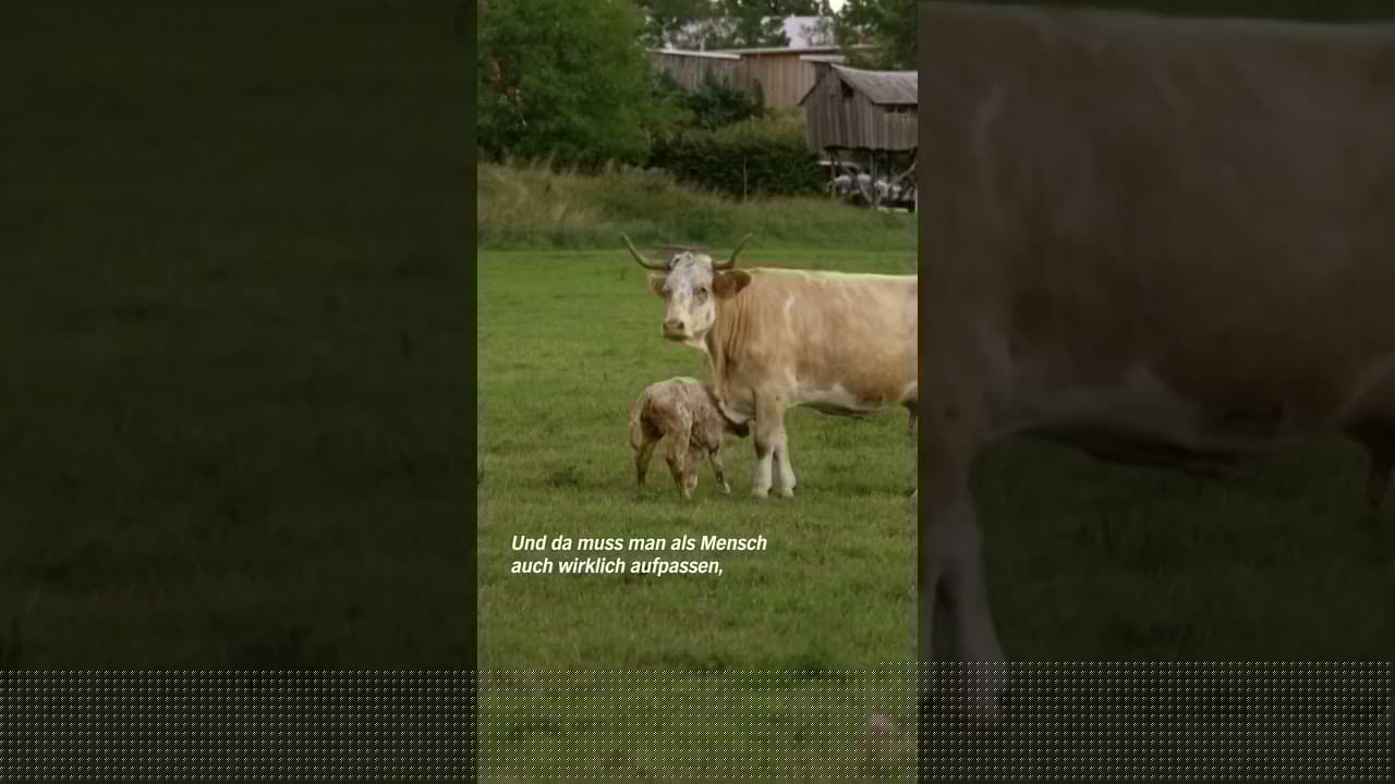 #shorts Kälbchenalarm bei Karsten Dudziak #Rinder #landwirtschaft #bauernhof