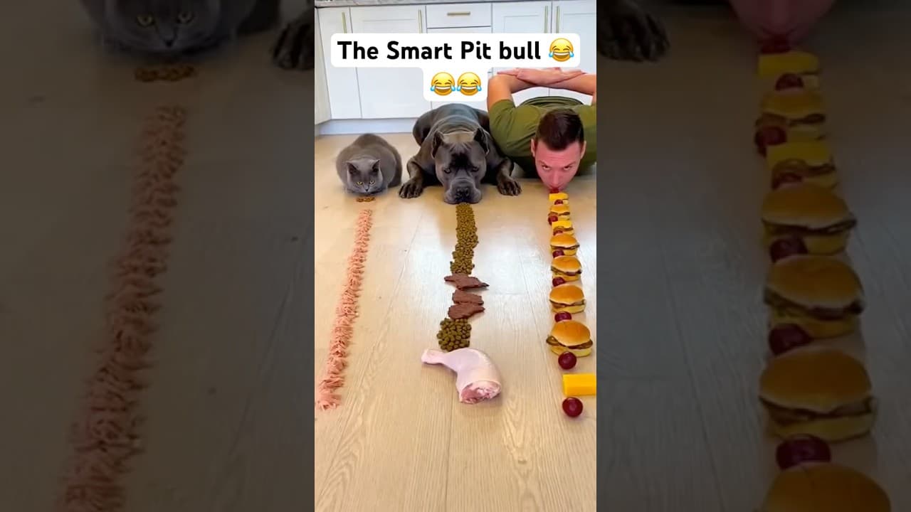Oh my God 💔💔 The smart pit bull 💔💔💔😂😂😂😂 #funny #pitbull #wildlife #animals