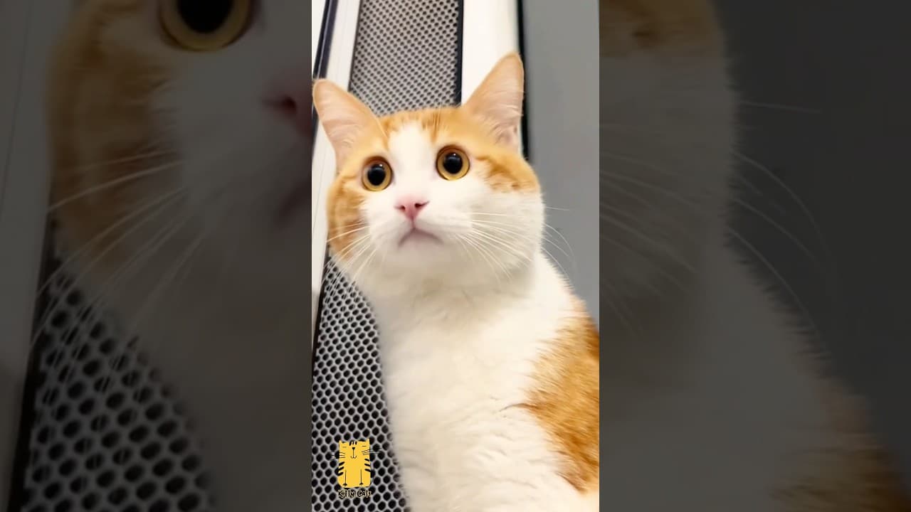 Funny Cat & Cute Kittens582😻 #shorts #kucing #kucinglucu #funny #pet #cat #foryou #viral #viralvideo