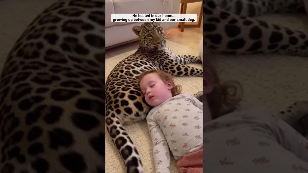 I rescued a tiny leopard out of the snow #shorts