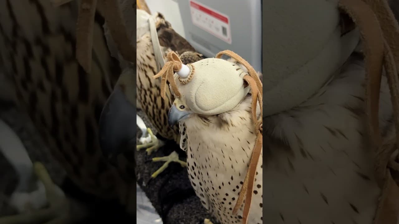 The last thing you expect sitting next to you in an airplane! 😉 #flight #arab