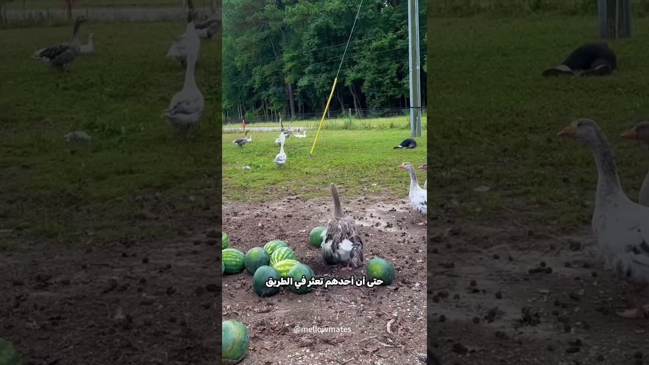 اختبرت ردة فعل حيواناتها 🤔!