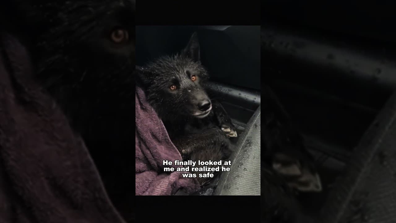 I Dragged A 100lb Wolf Out Of A Frozen Lake ❄️