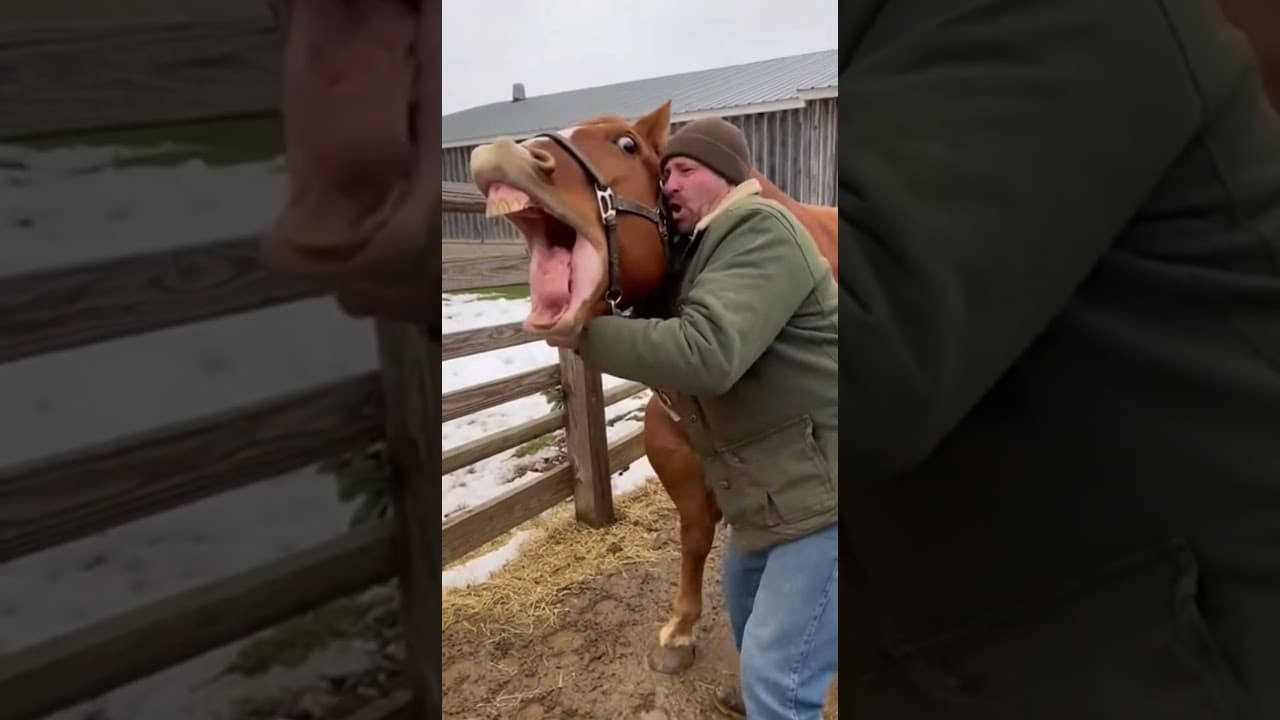 The farmer saved his horse! #horse #rescue