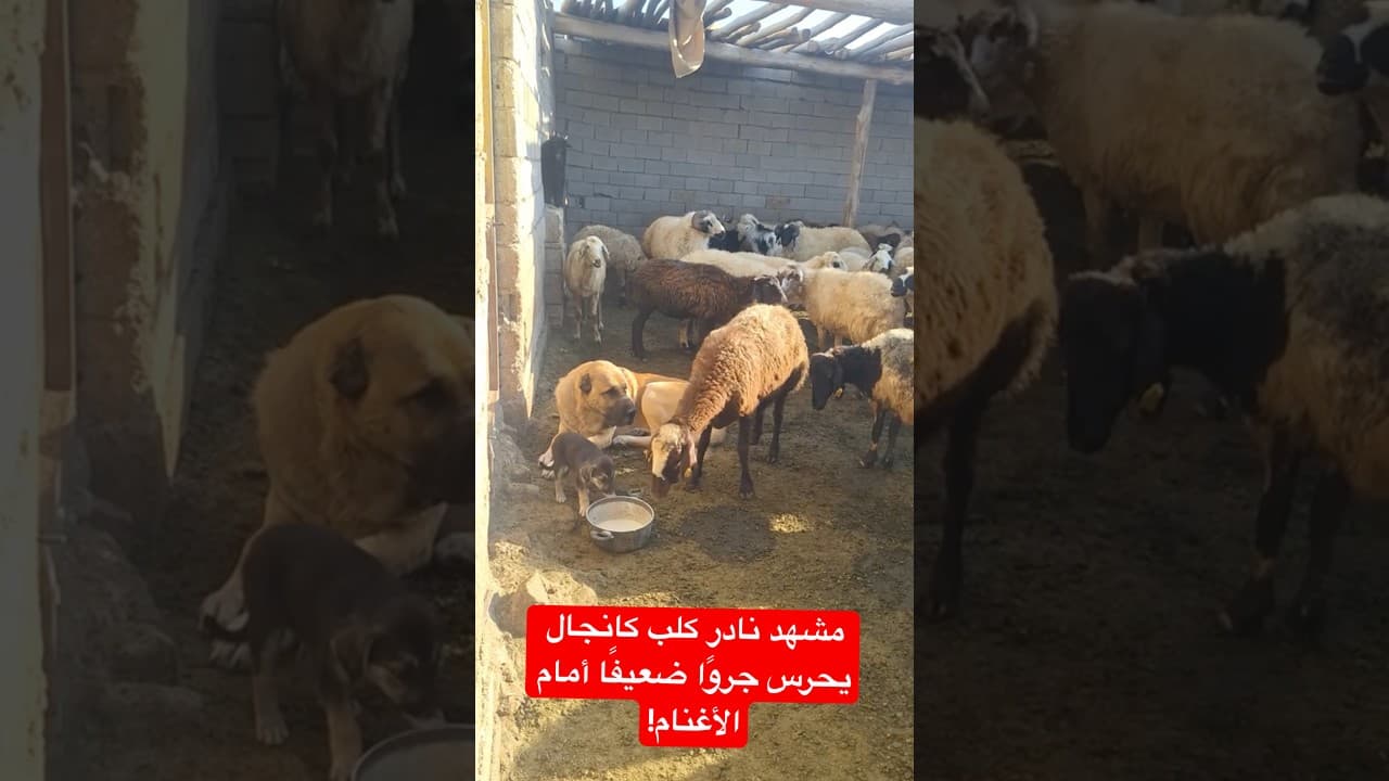 مشهد نادر كلب كانجال يحرس جروًا ضعيفًا أمام الأغنام! #اكسبلور #قصص_واقعية #قصة #كلب #shorts