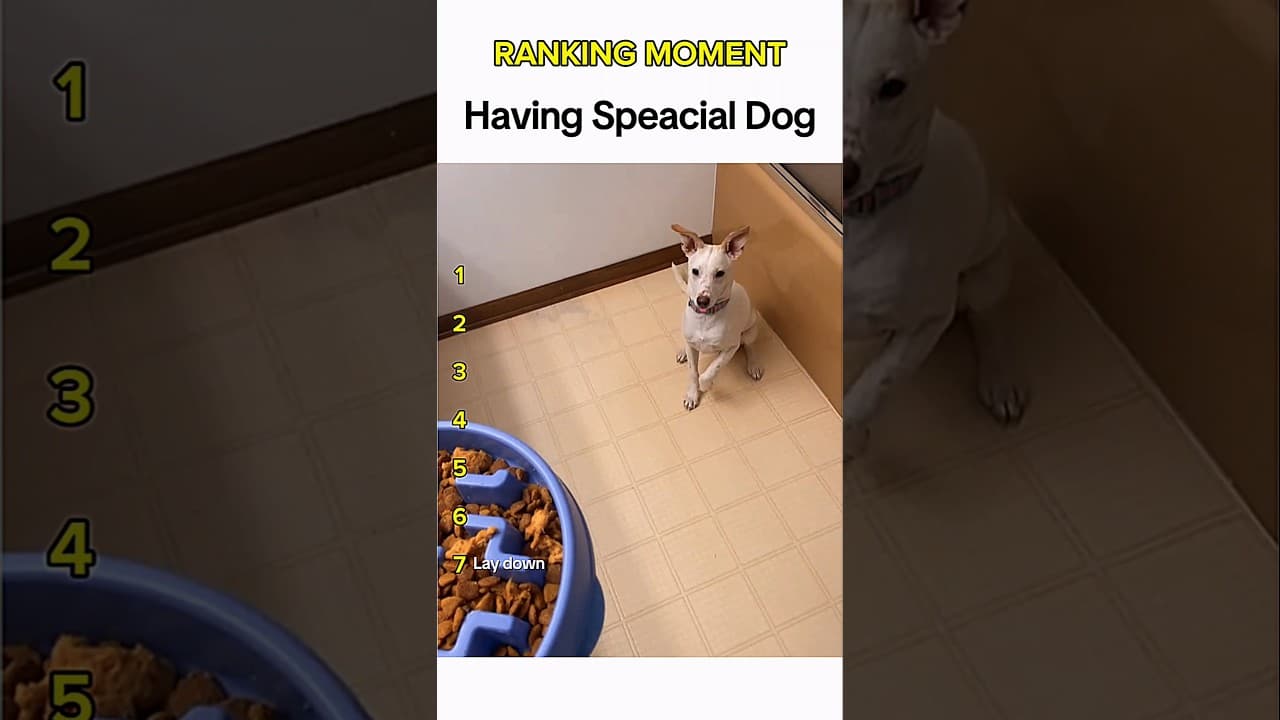 Dogs being idiots part 39: Speacial dog 🤣 #funnydog #funnypet #cutedog #dogshorts