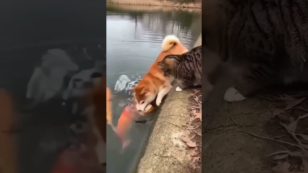 The Cat Threw Food Down… and the Shiba CHANGED IN 1 Second  #shibainuexpression #shibainugrumpy