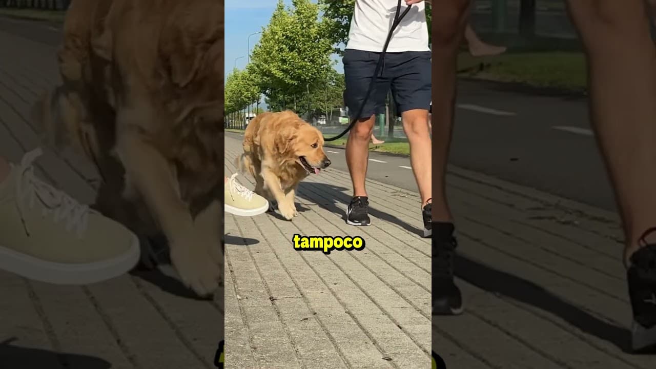 El Perro De Esta Chica No La Reconocía ❤️