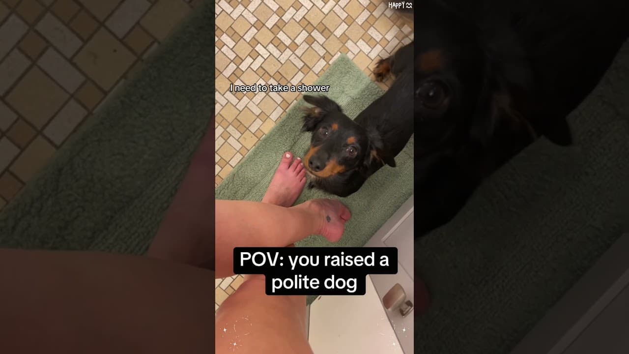 I'm absolutely certain my dog understood every word I said! 😲😂#fyp#foryou#funnyvideos#funnydog