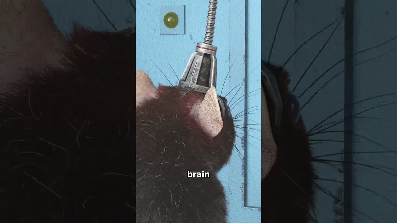 This Experiment Linked Two Rat Brains 😮