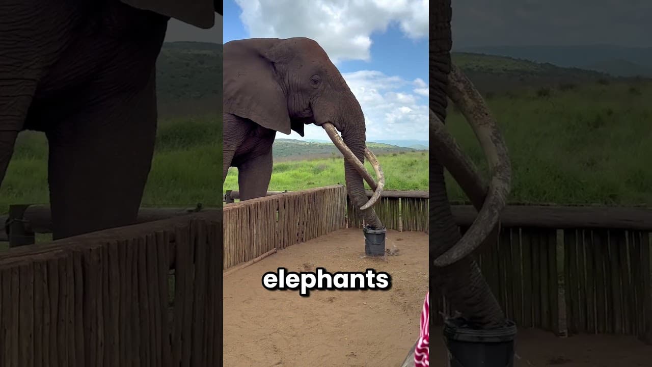 Why Do Elephants Need Their Feet Washed Every Day?