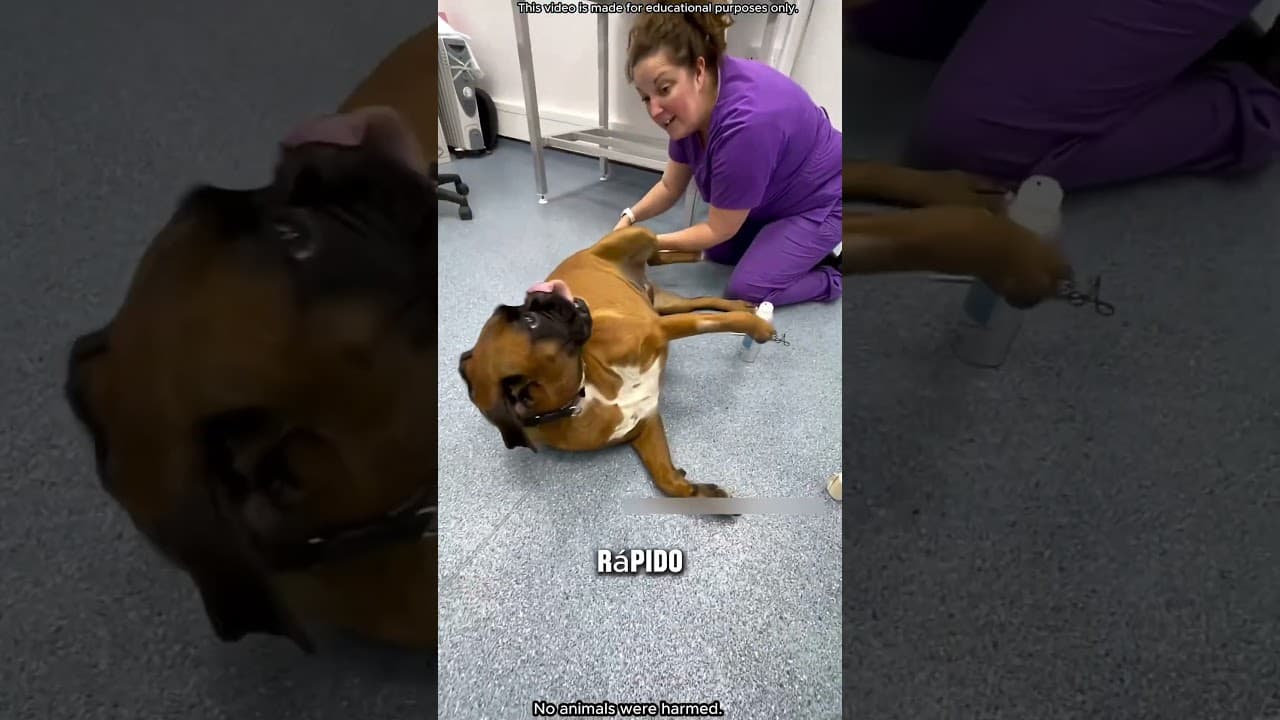¿Por qué la gente le corta la cola a los perros?