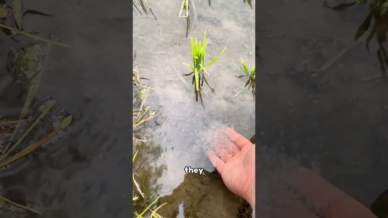 You've Probably Eaten These